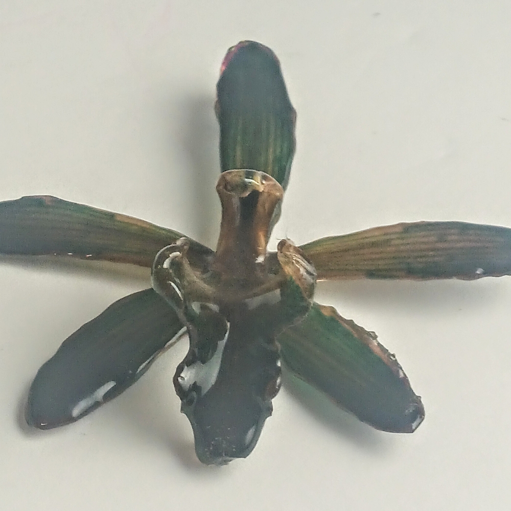 Natural Orchid Pendant In Resin
